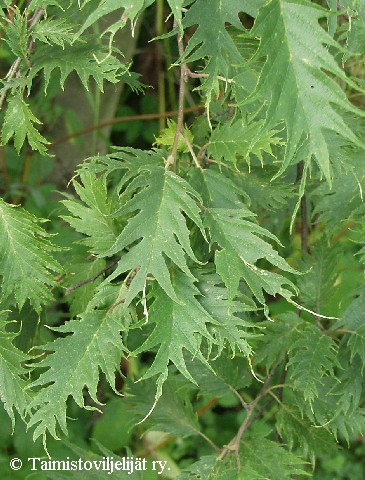 Alnus incana f. laciniata